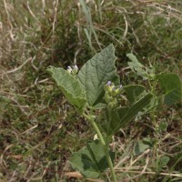 Cullen corylifolium (L.) Medik.